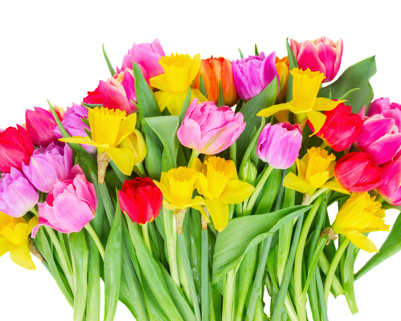 Букет розовых тюльпанов и желтых нарциссов на белом фоне