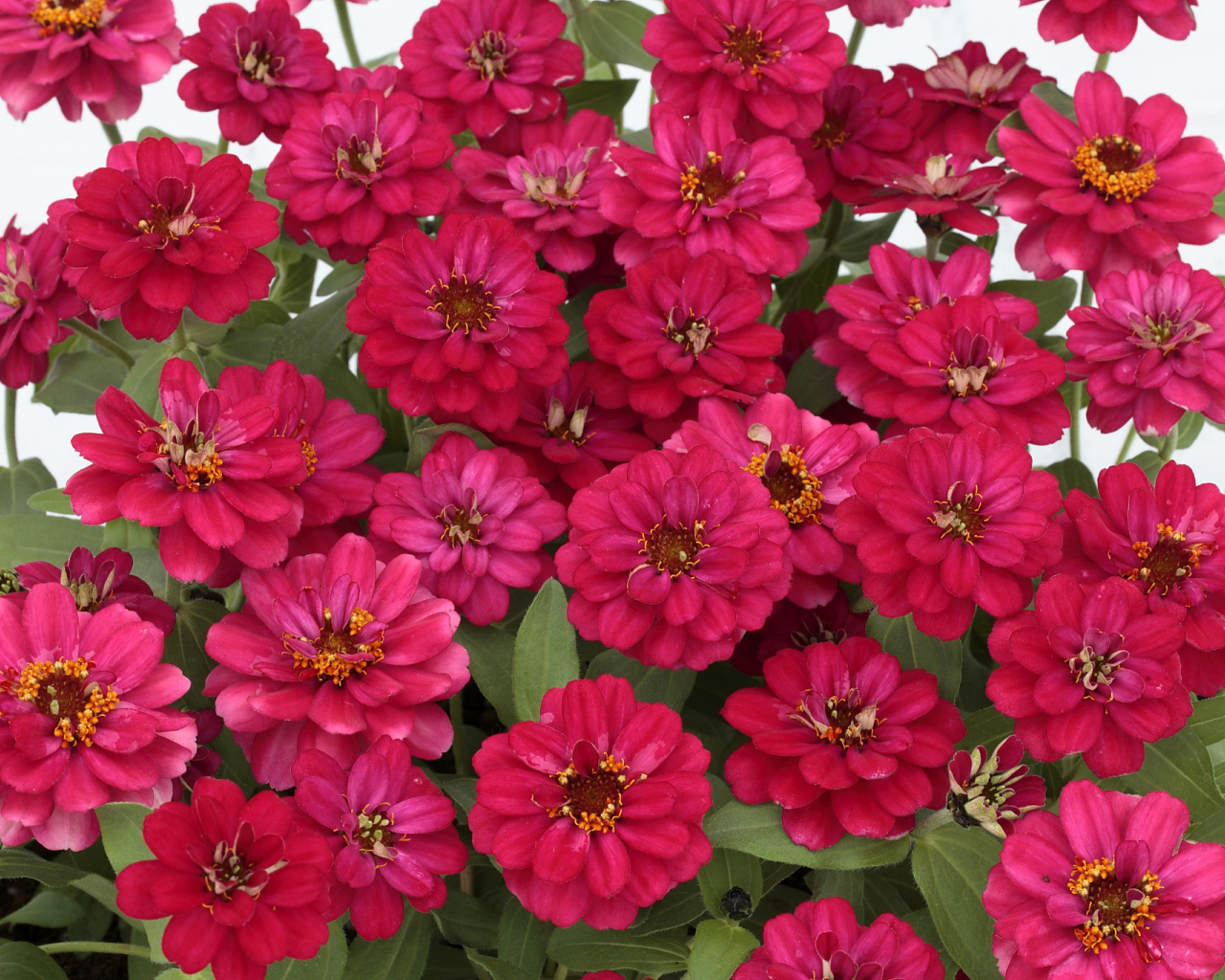 Букет розовых цветов цинния