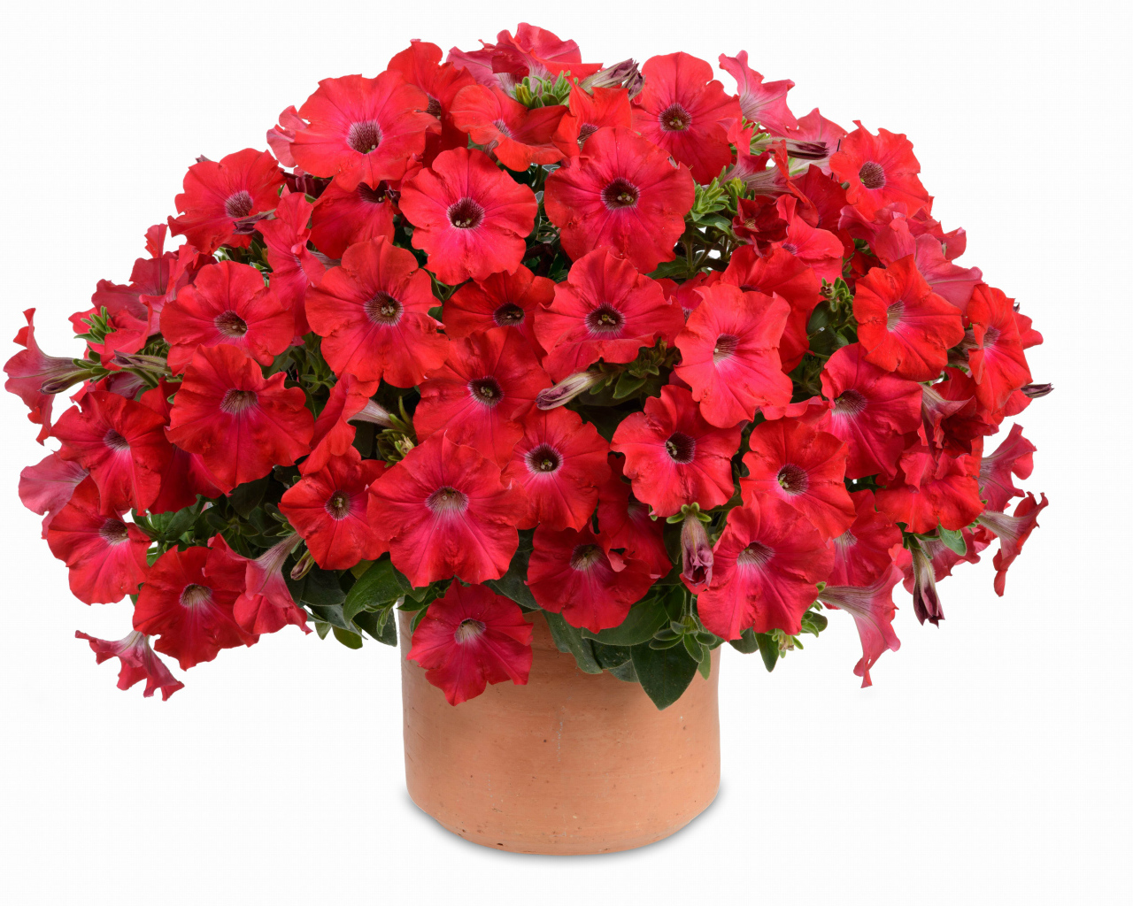 Букет красных садовых цветов петуния на белом фоне  