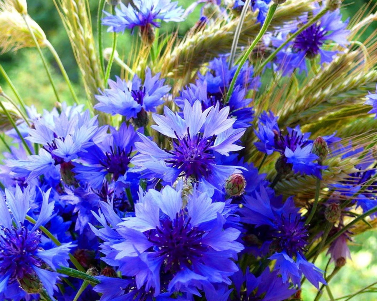 Букет полевых летних цветов васильков