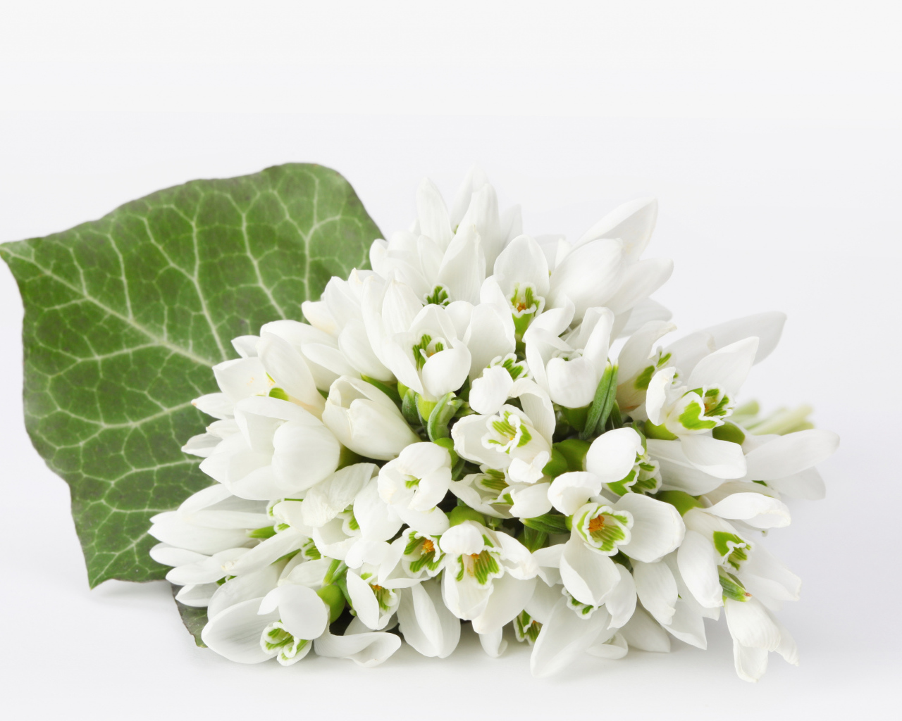 Букет белых подснежников на белом фоне