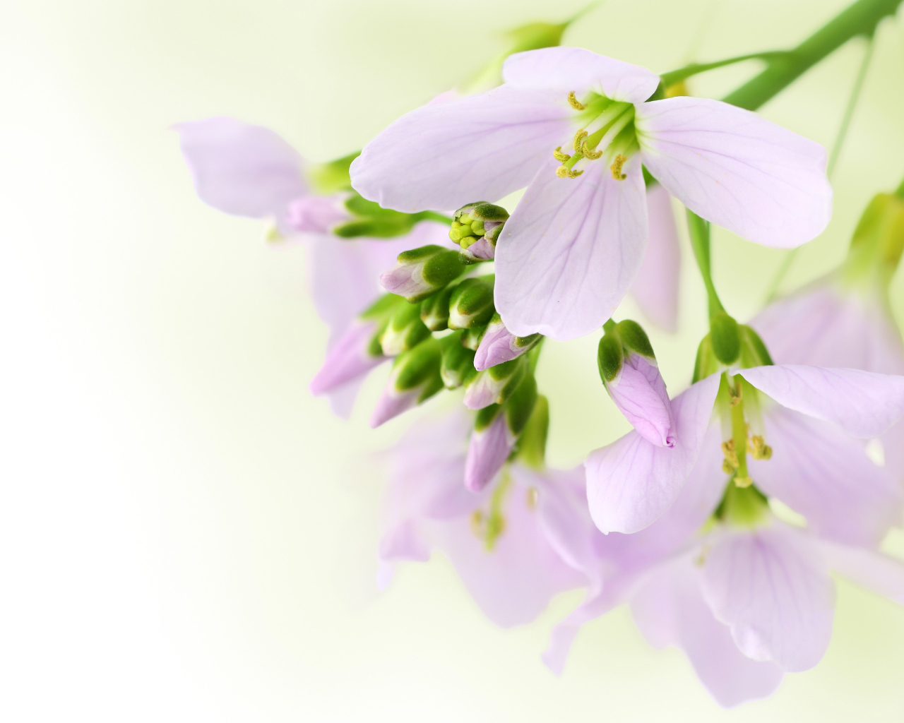 Ветка нежных сиреневых цветов фрезии