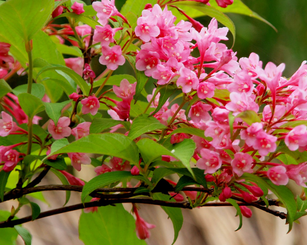 Ветка с нежными розовыми цветами 