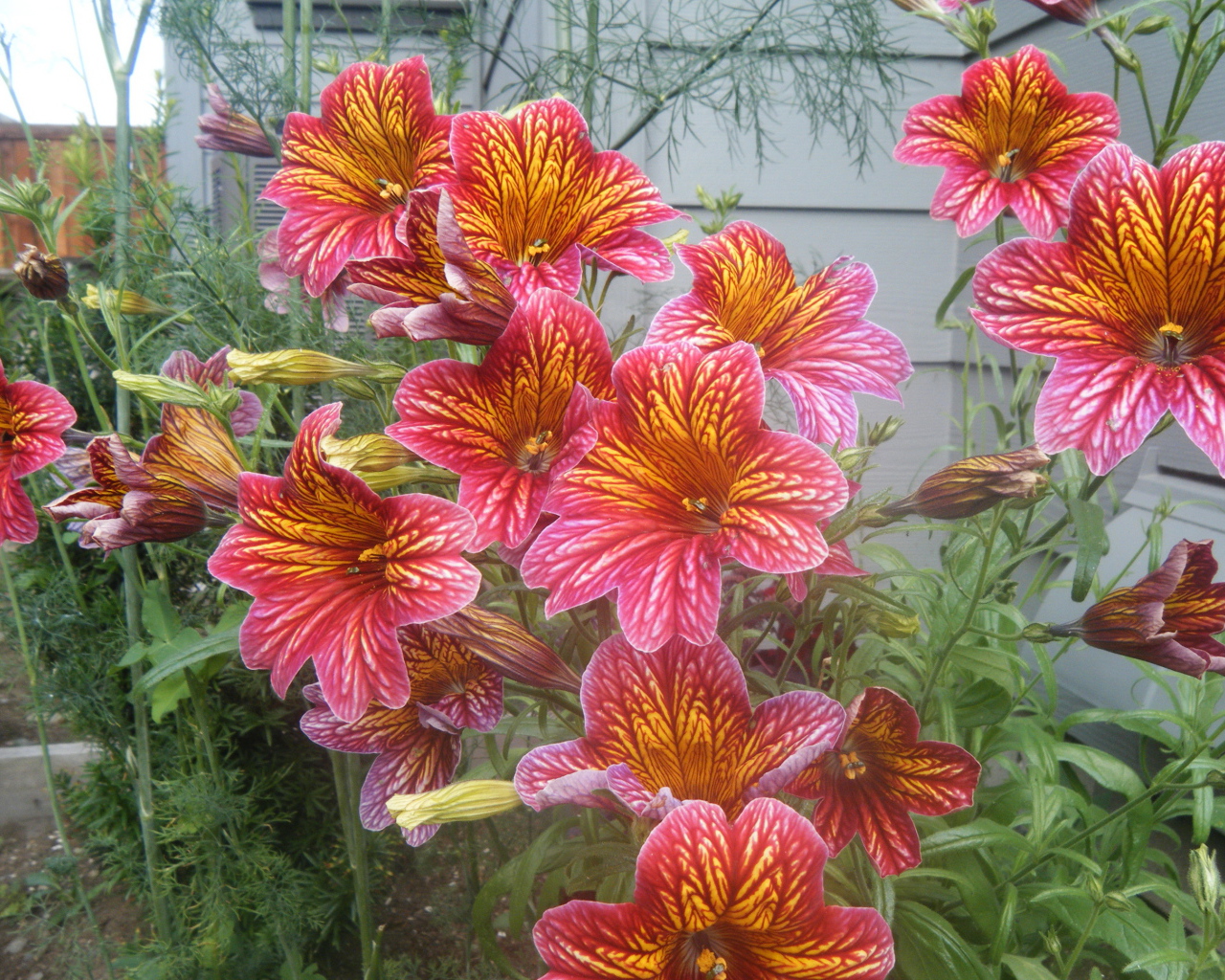 Яркая расцветка цветов сальпиглоссис