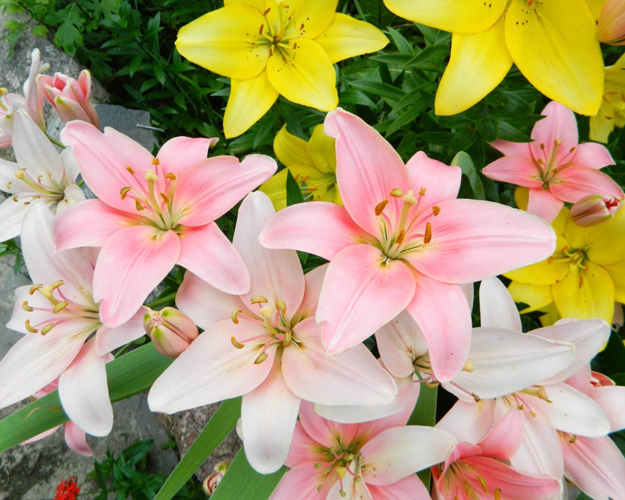 Яркие розовые и желтые лилии на клумбе крупным планом