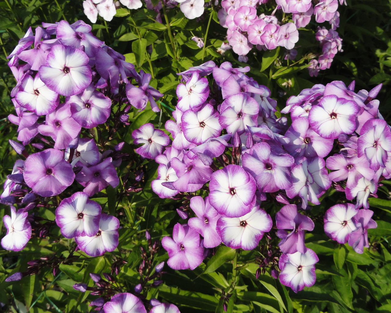 Яркие фиолетово - белые  цветы садовой флоксы