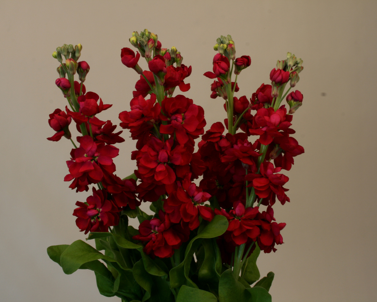 Бордовый красивый букет цветов левкой