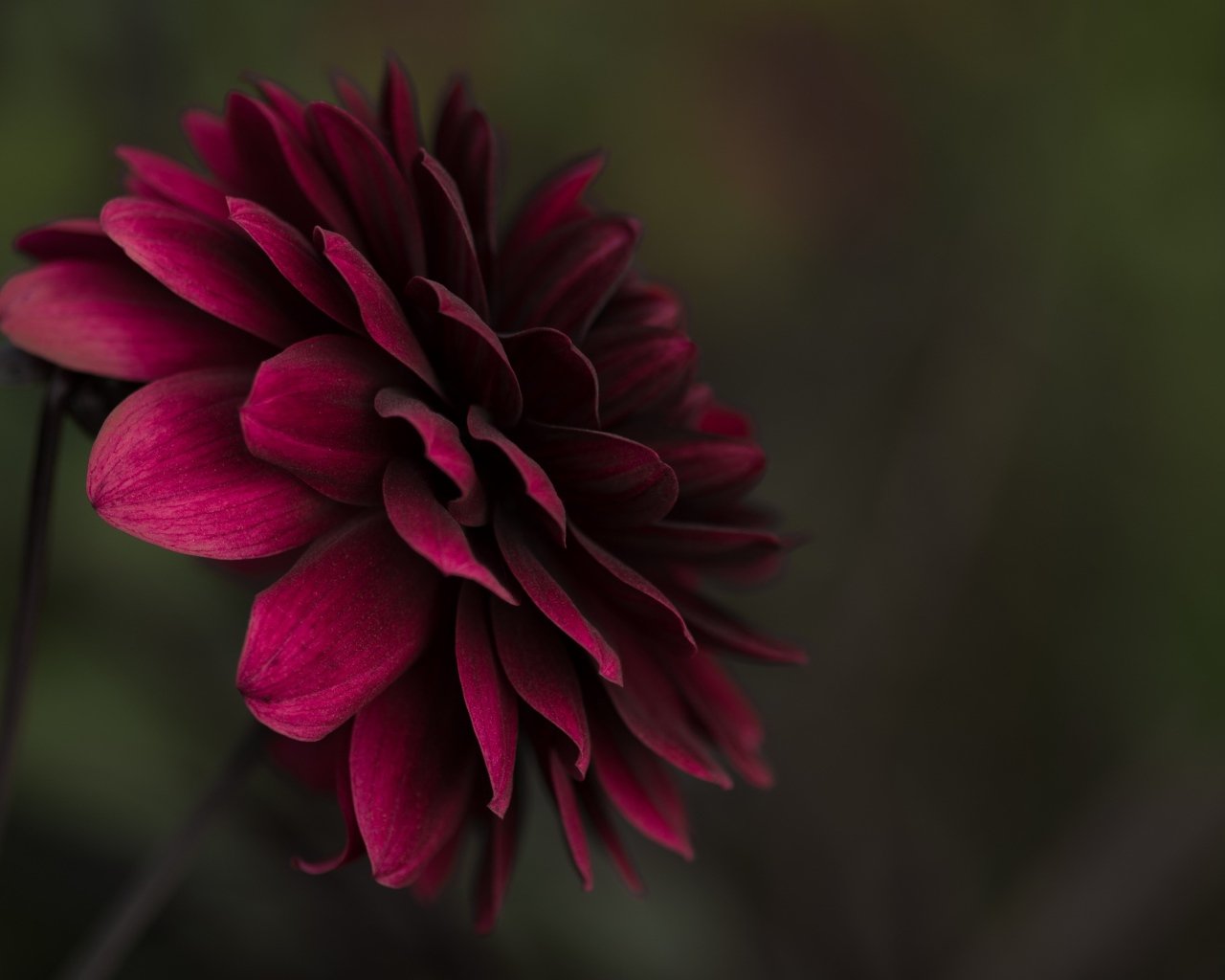 Бордовая пышная георгина крупным планом