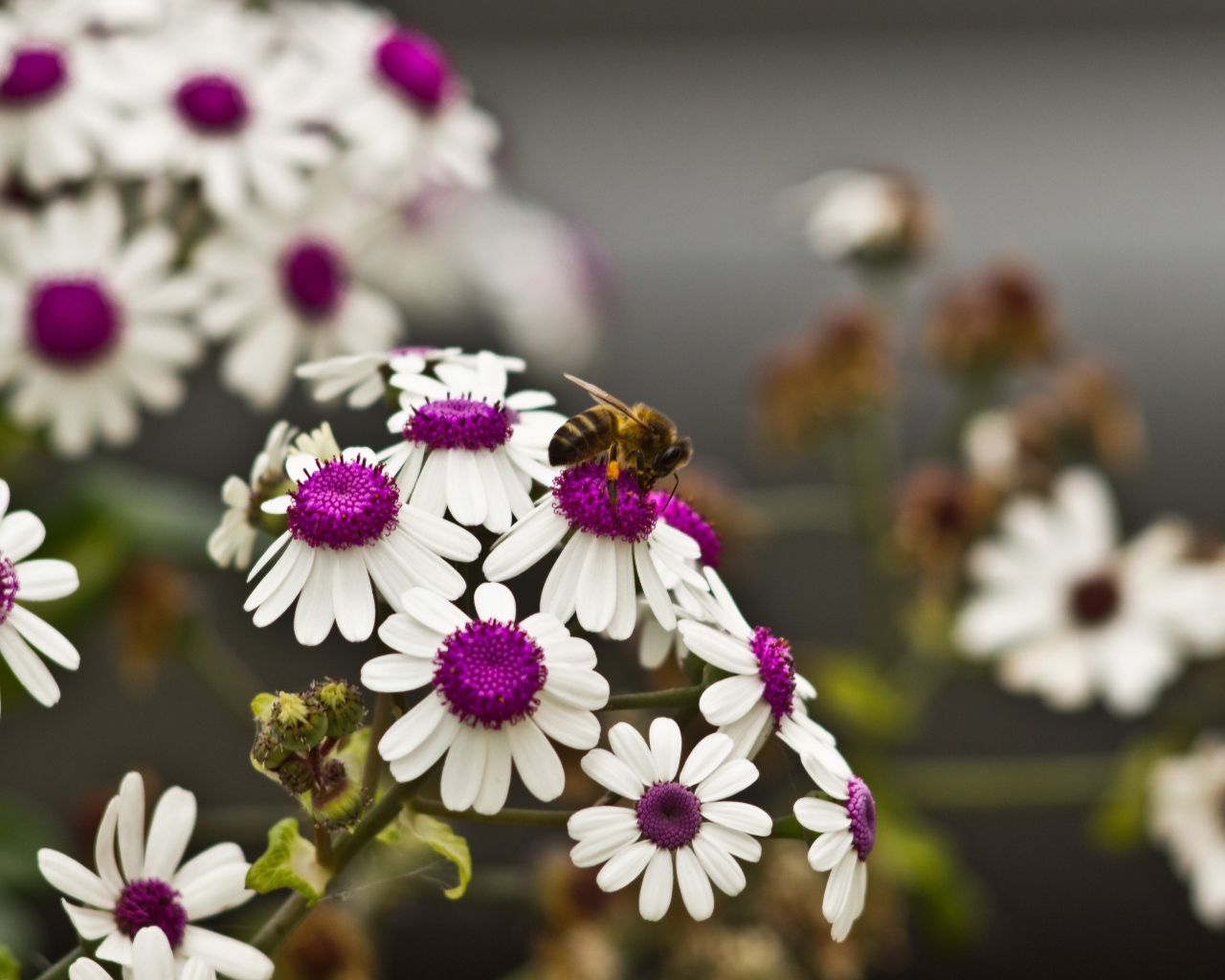 Ромашки с белыми лепестками и сиреневой серединкой 