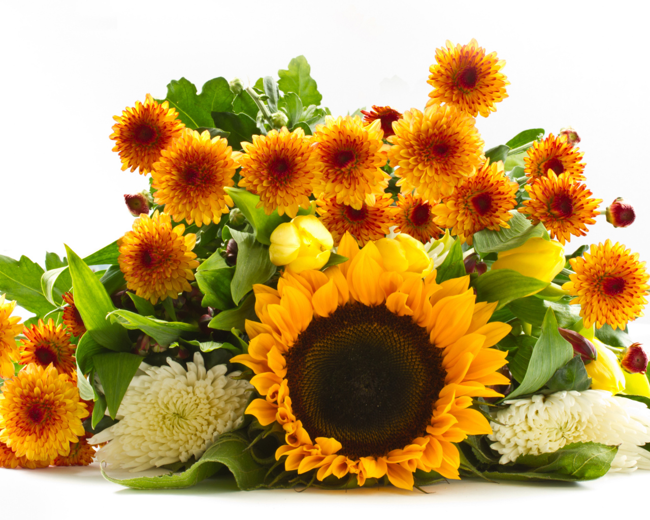 Хризантемы и цветок подсолнуха на белом фоне 