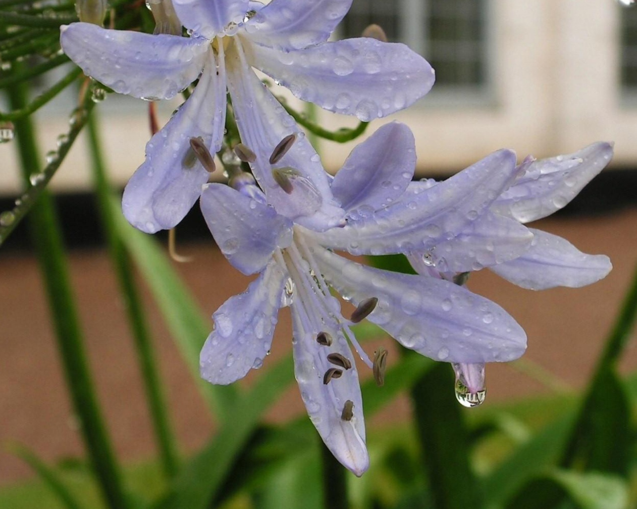 Нежные цветы агапантус в свежих каплях росы