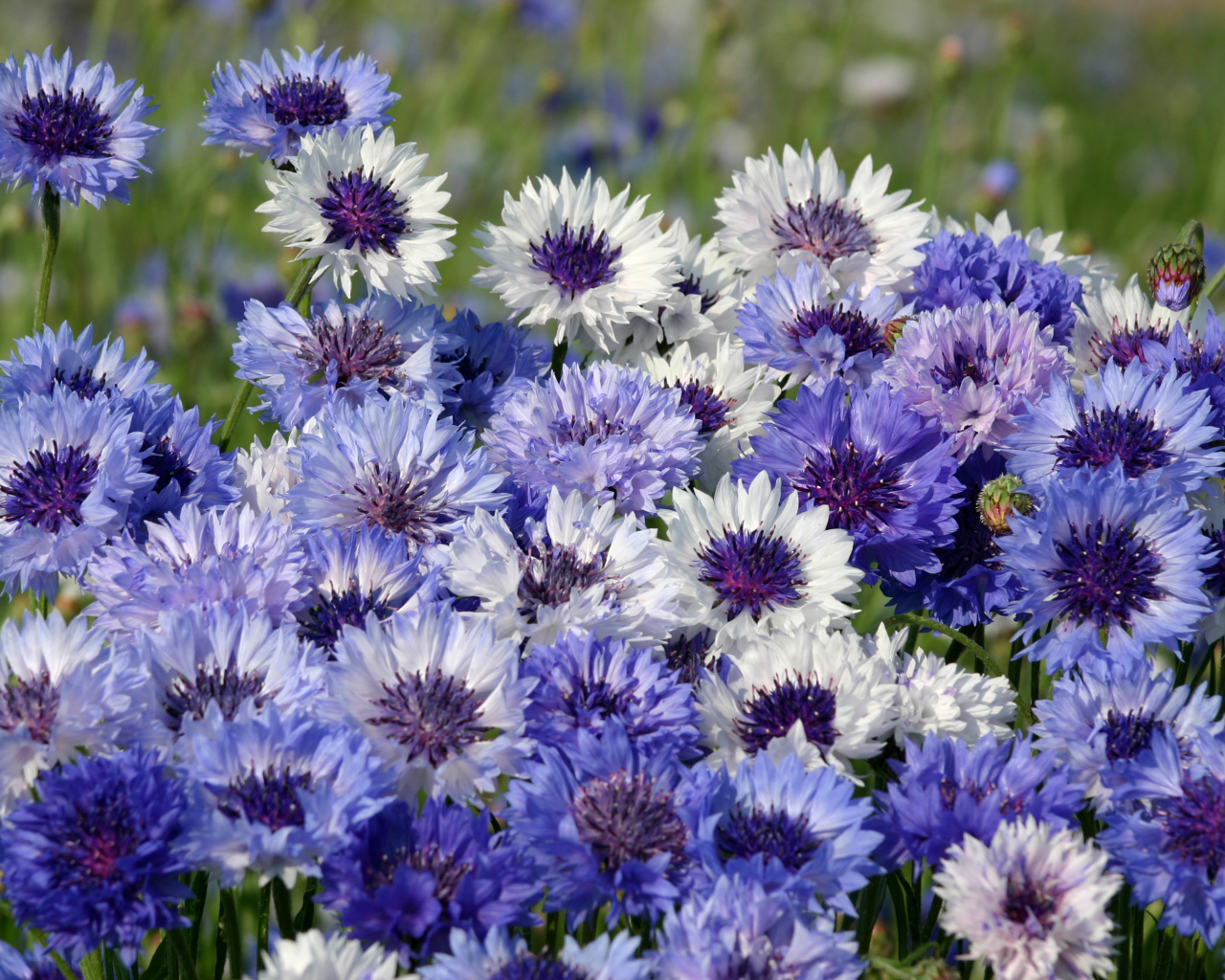 Нежные голубые полевые васильки крупным планом