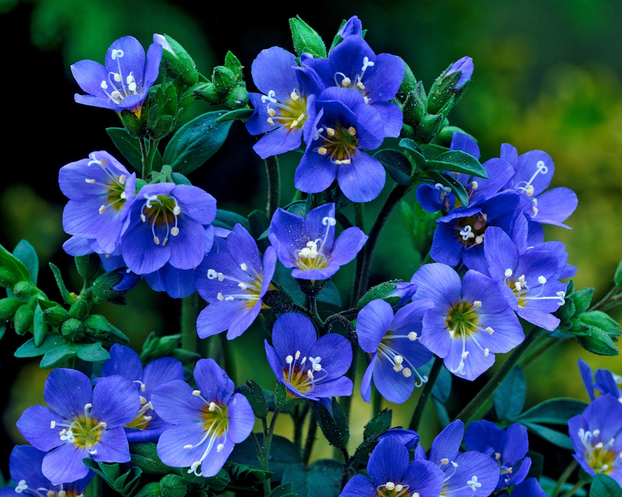 Нежные синие мелкие цветы незабудки 