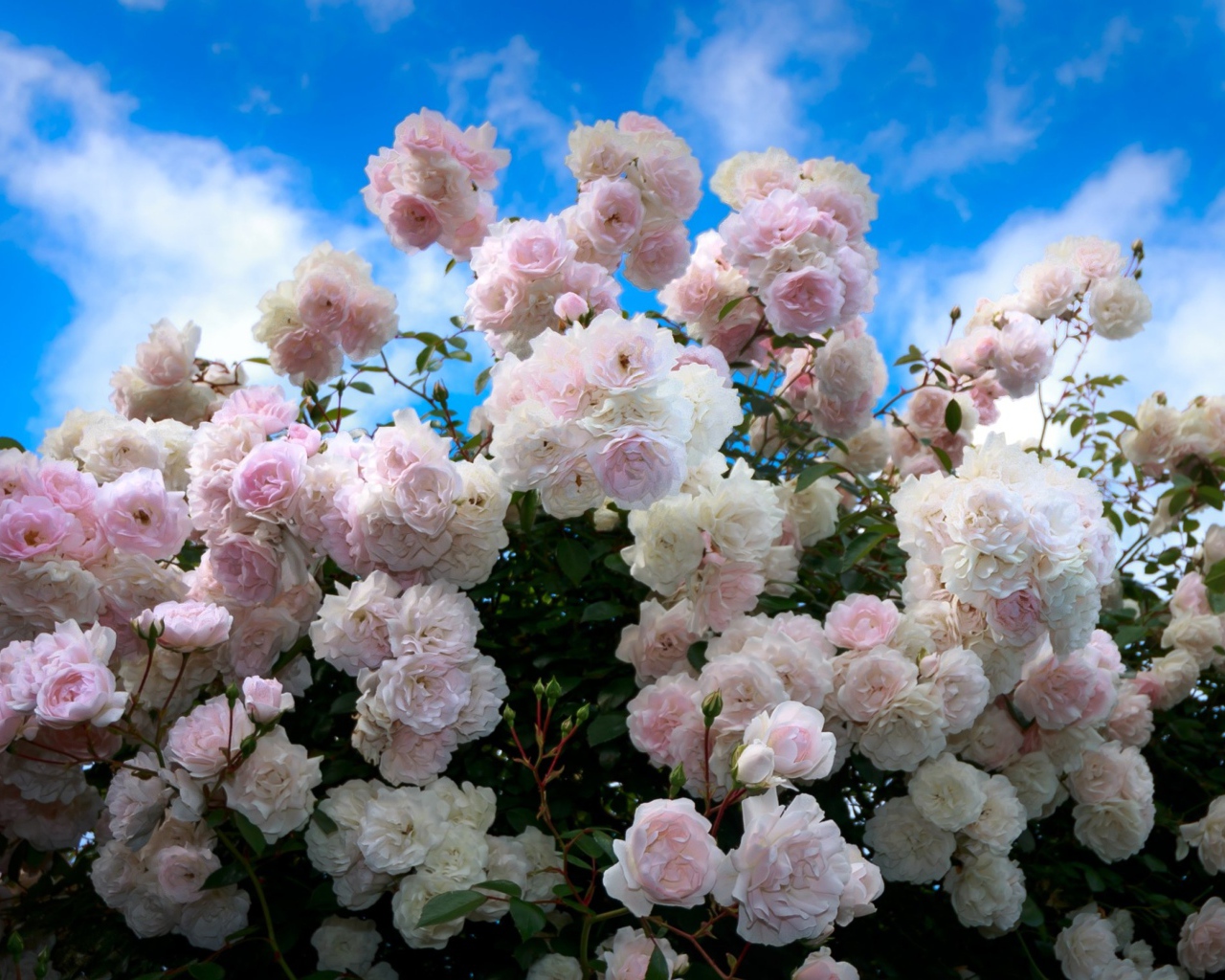 Нежный куст розовых роз на фоне голубого неба 