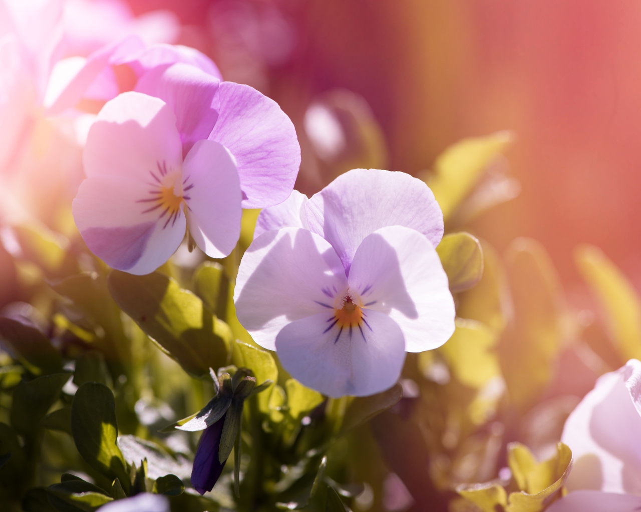 Нежные цветы Анютины глазки в лучах солнца