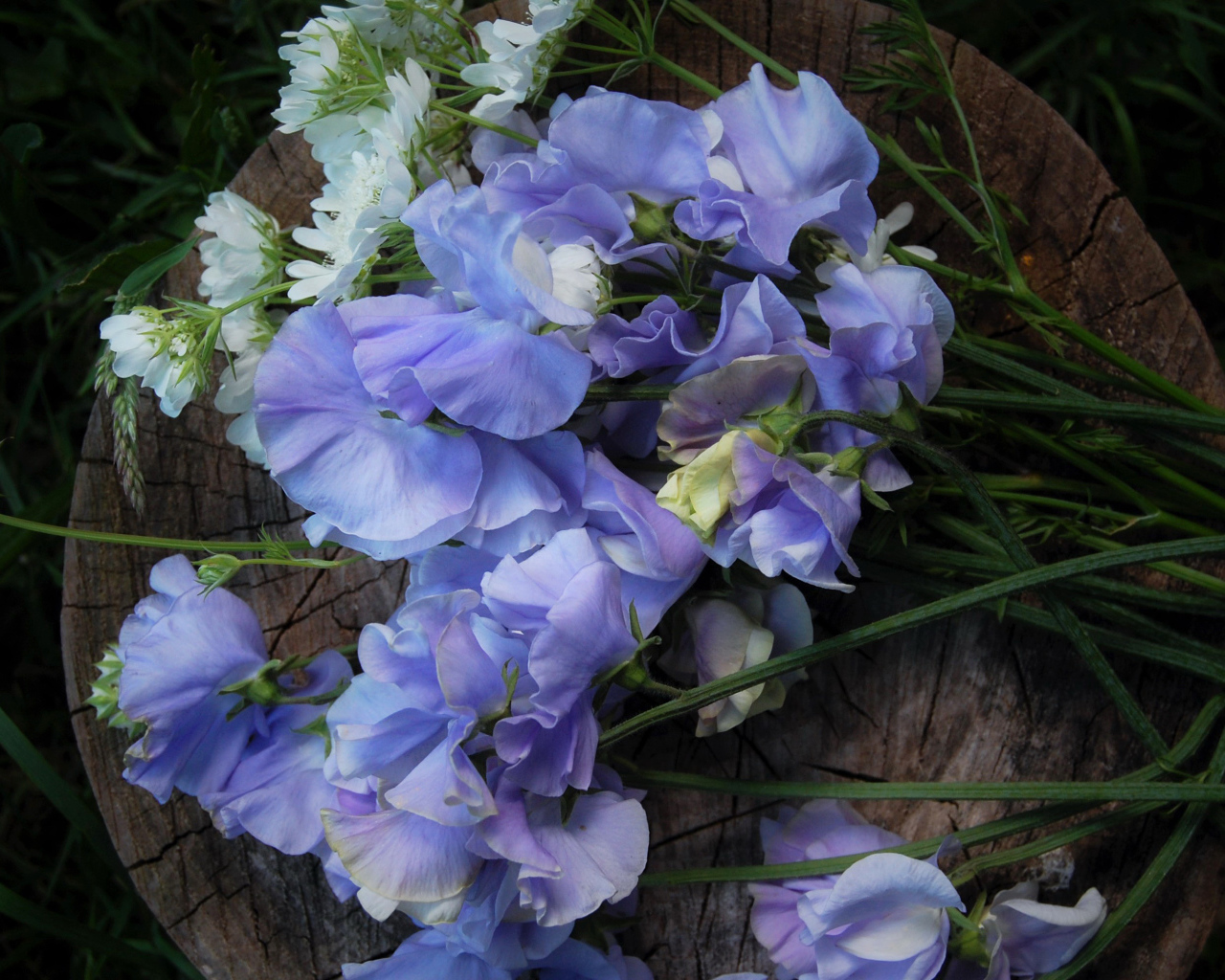 Нежные цветы душистый горошек на пне 