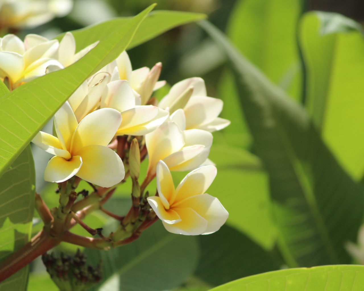 Нежные цветы тропического дерева плюмерия 