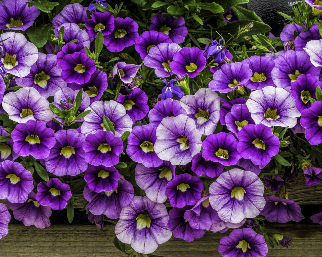 Нежные сиреневые садовые цветы петуния