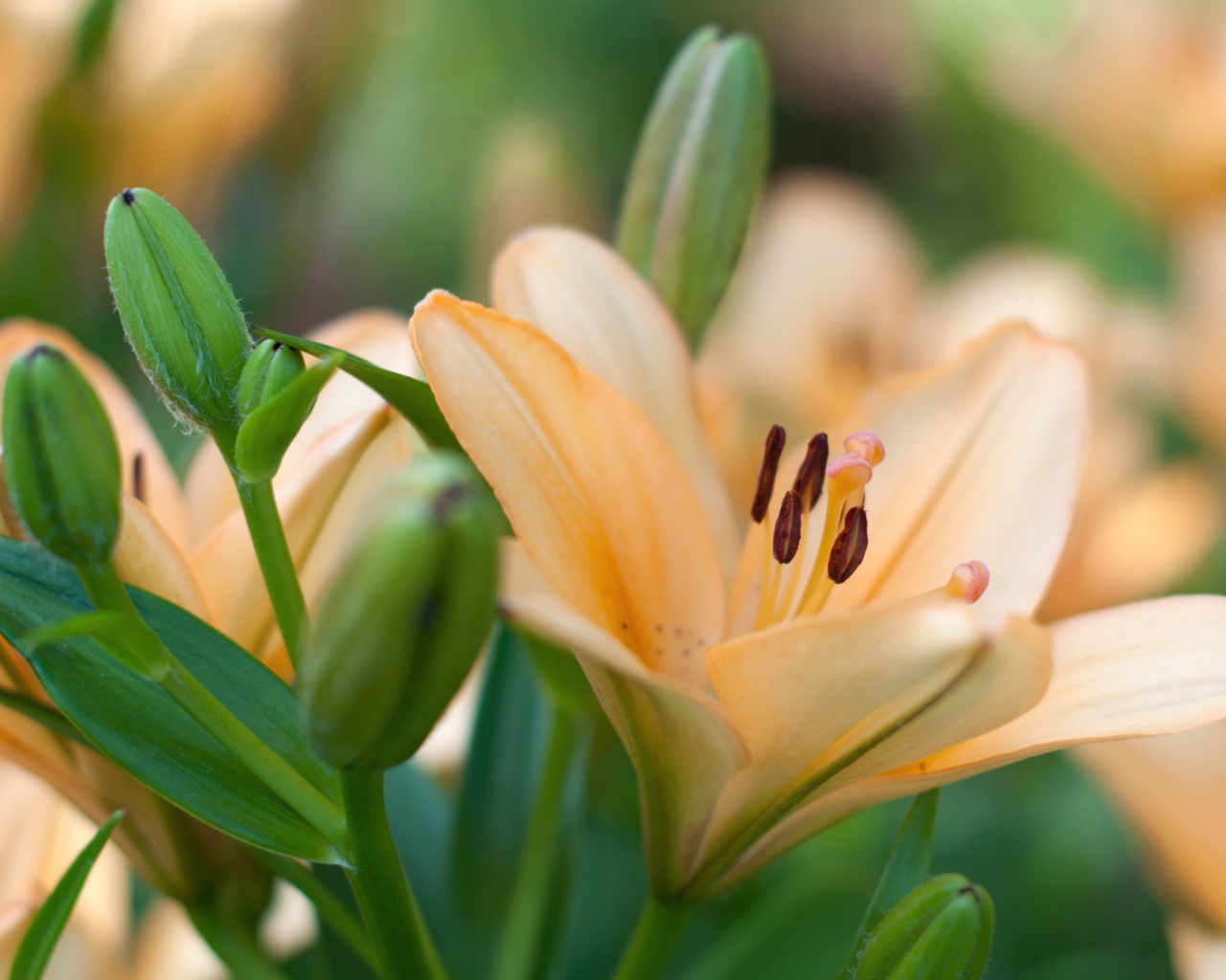 Нежные лилии с бутонами крупным планом