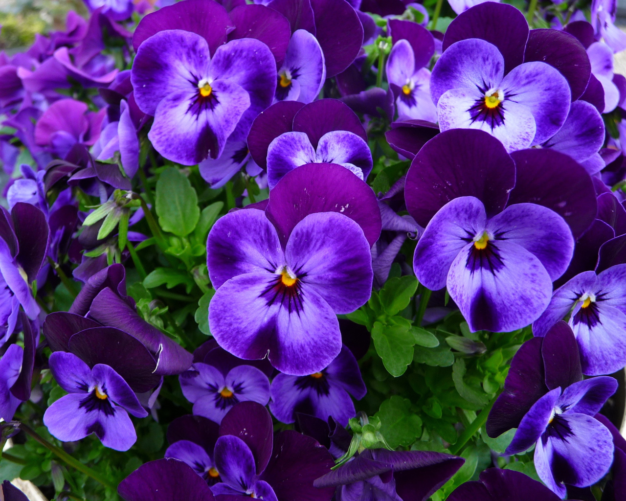 Нежные маленькие фиолетовые цветы анютины глазки