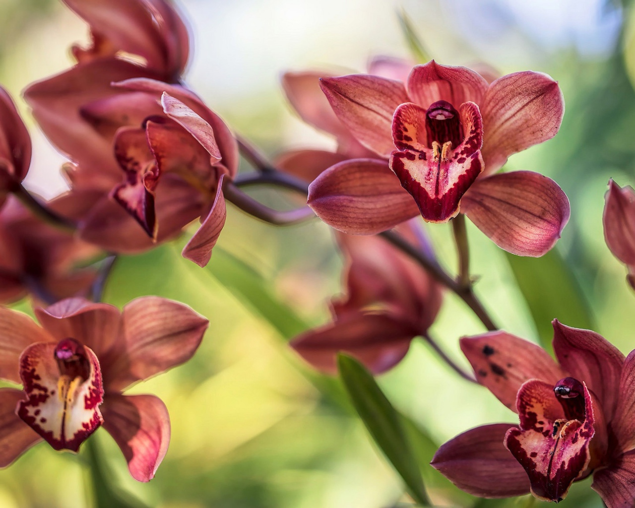 Нежные цветы орхидеи 