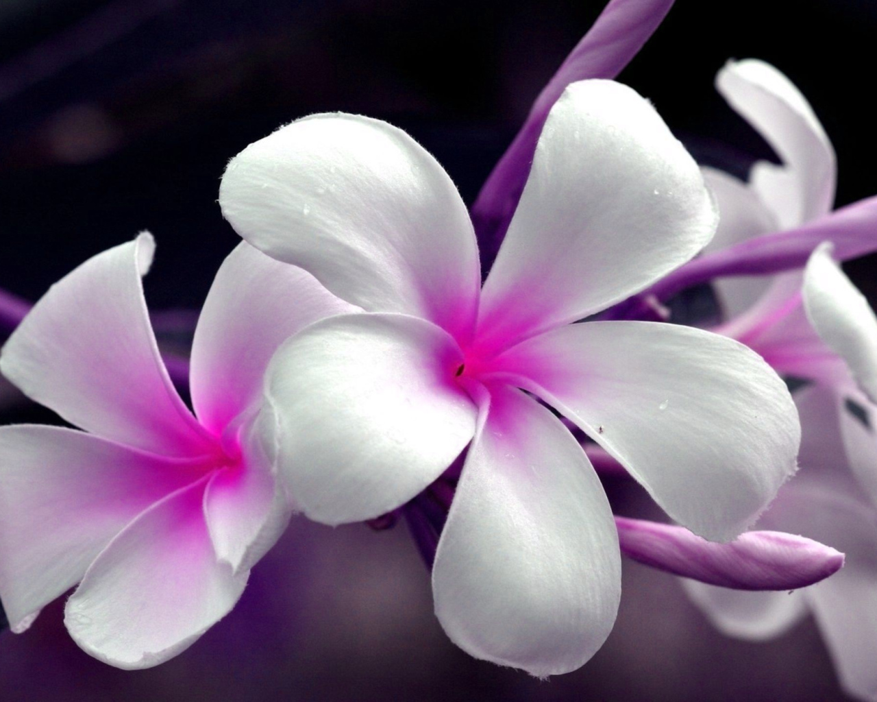 Нежные розово- белые цветы Плюмерия 