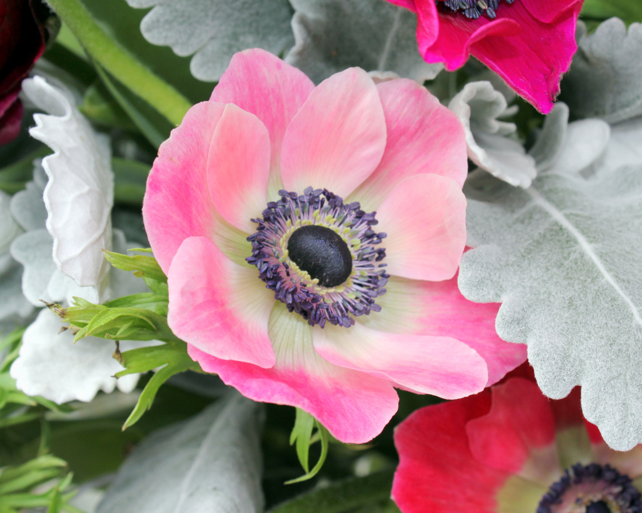 Нежная розовая анемона крупным планом