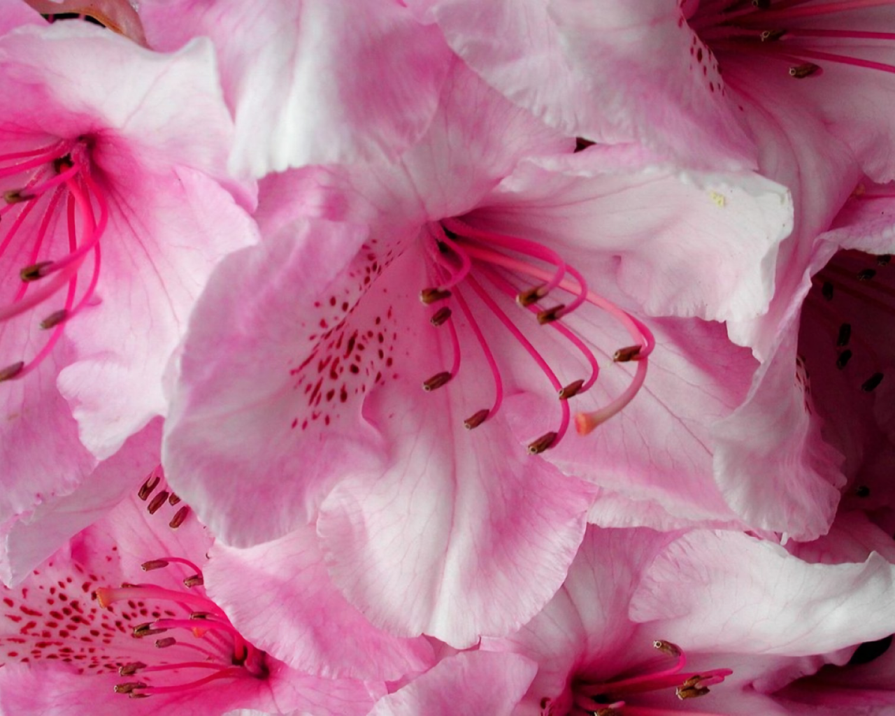 Нежные розовые цветущие цветы 