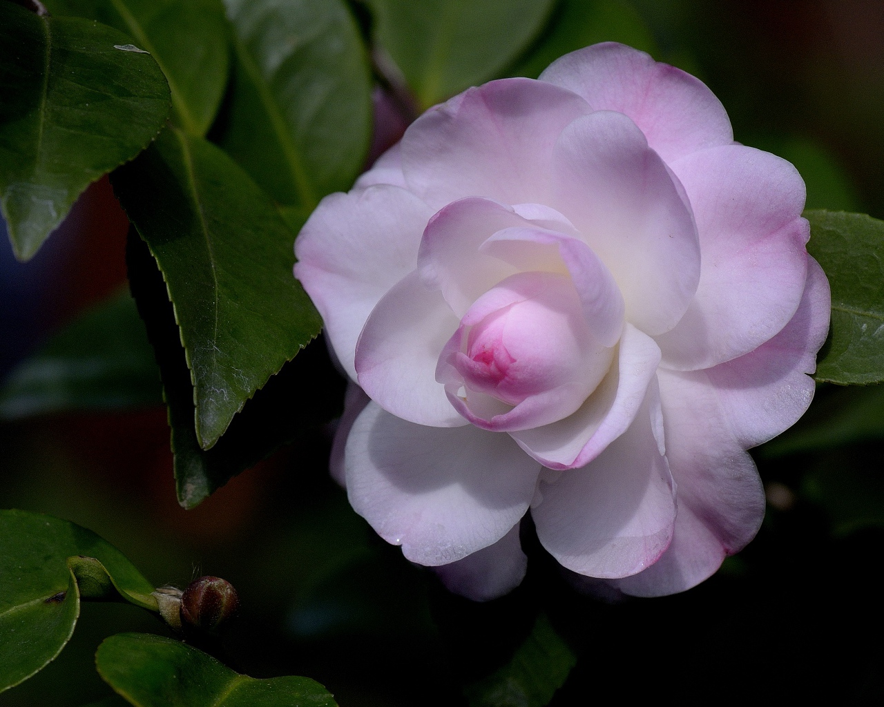 Нежный розовый цветок камелия крупным планом