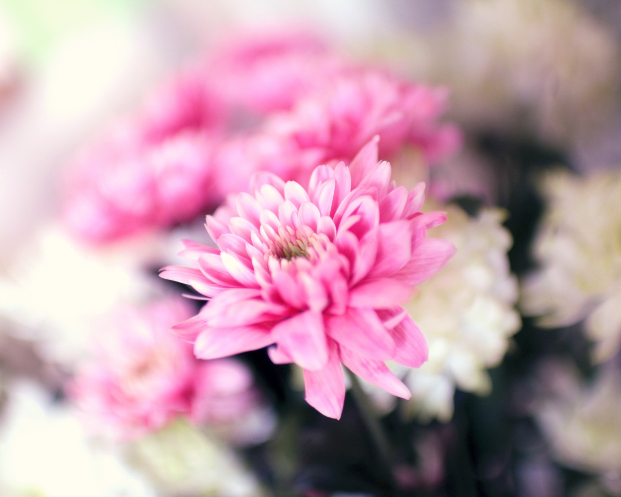 Нежный розовый цветок хризантемы крупным планом