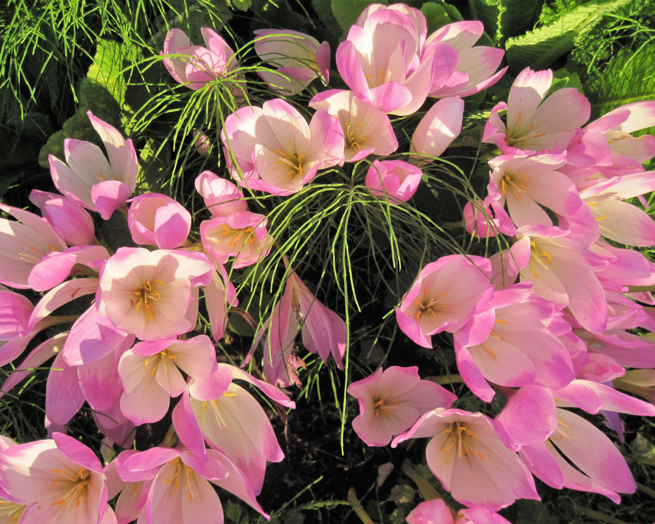 Нежные розовые крокусы крупным планом