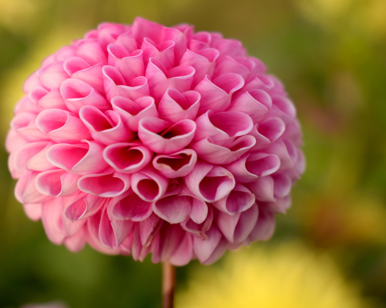 Нежная розовая георгина крупным планом 