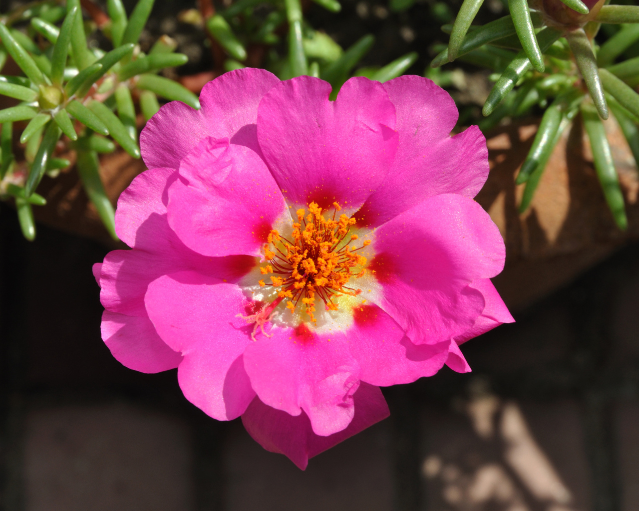 Нежный розовый цветок портулак вблизи