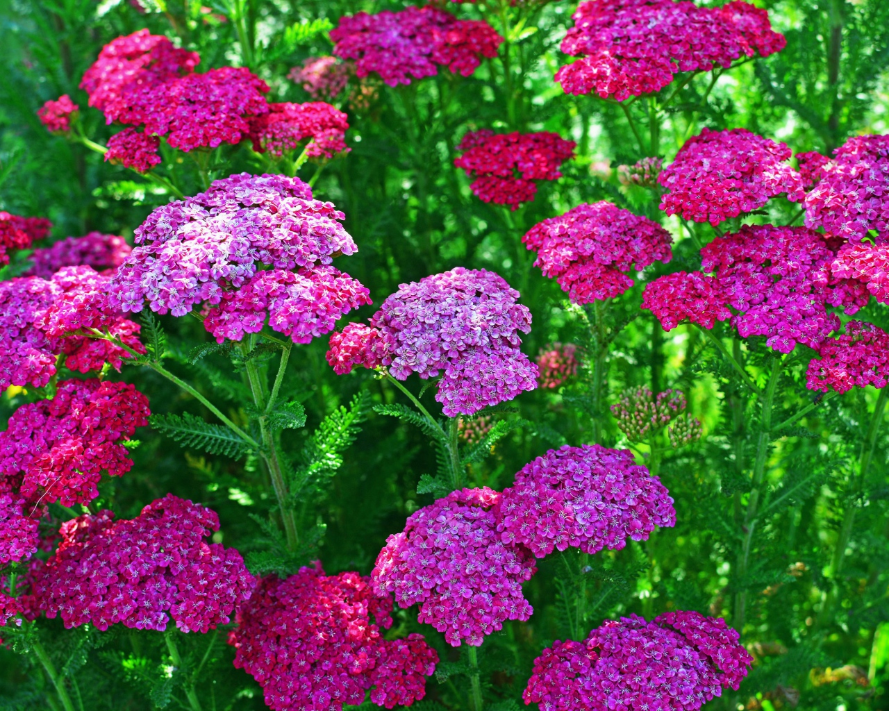 Нежные розовые цветы вербена