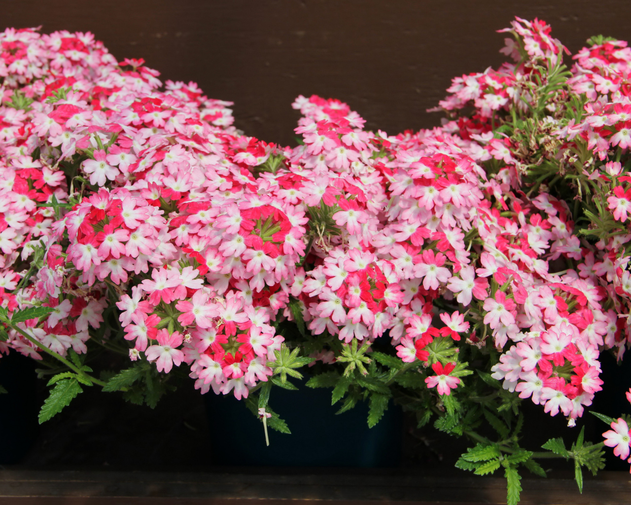 Нежные розовые цветы вербена крупным планом