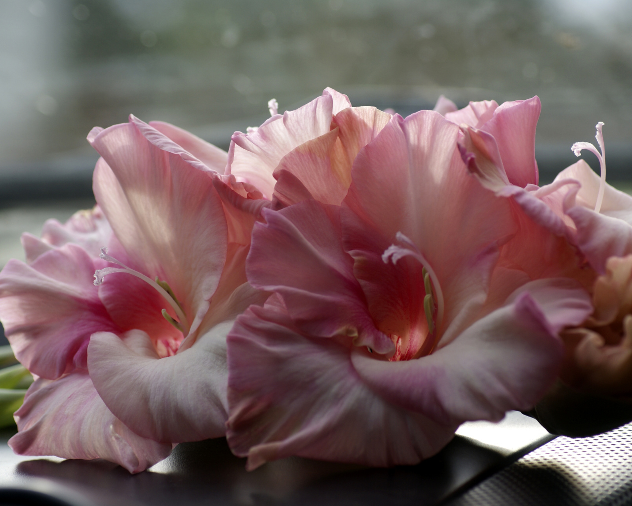 Нежные розовые гладиолусы крупным планом 