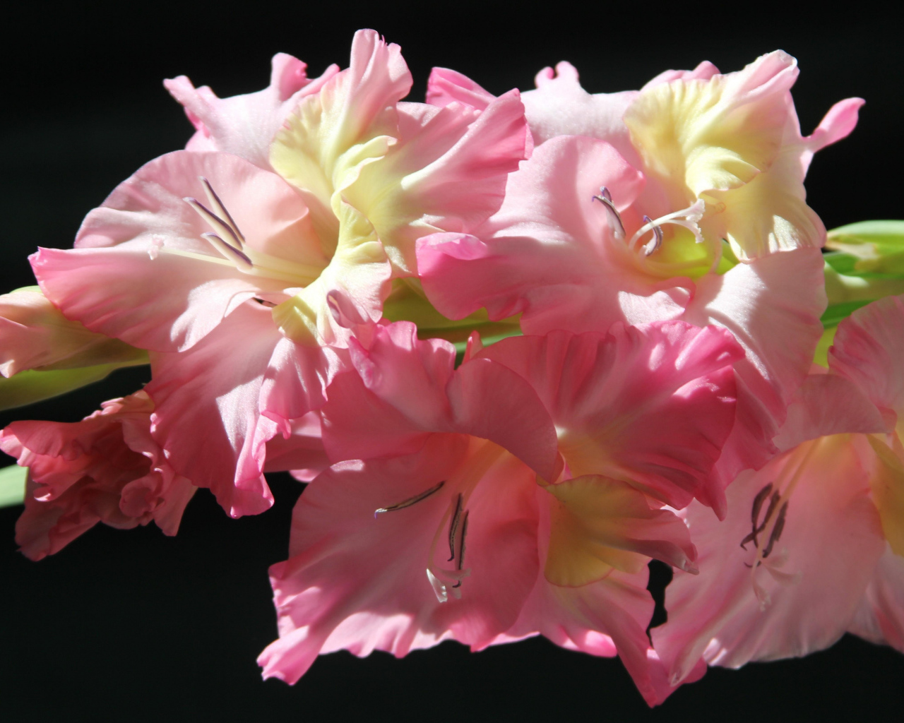 Нежные розовые гладиолусы на черном фоне