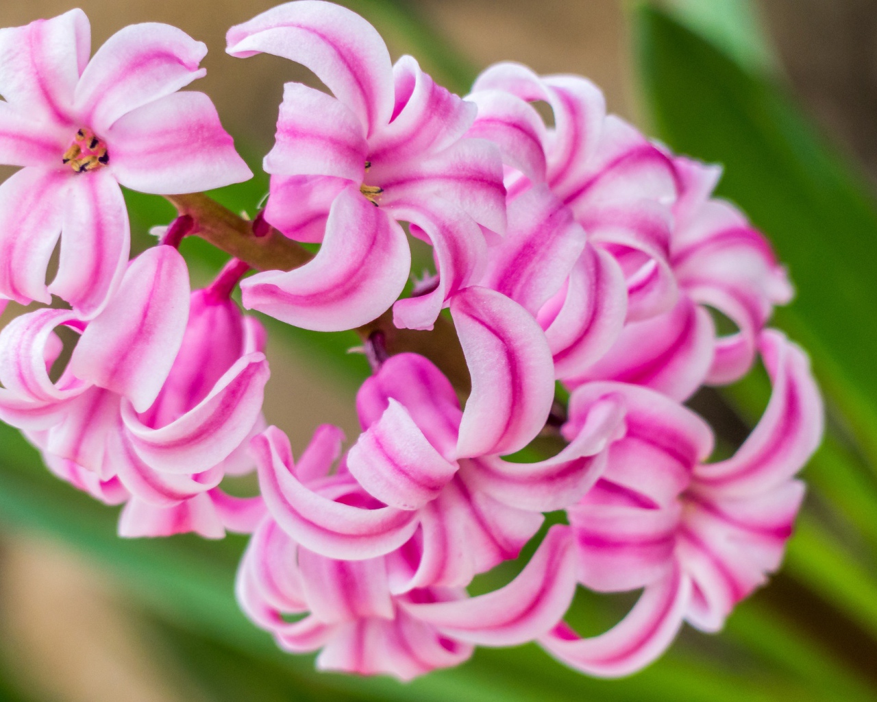 Нежный розовый цветок гиацинт 