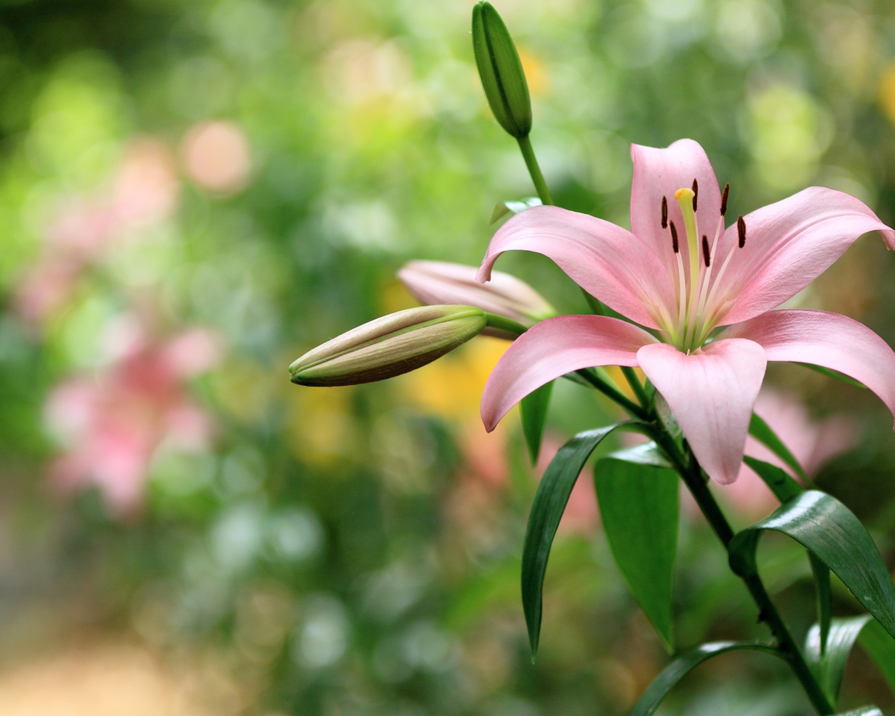 Нежная розовая лилия с бутонами