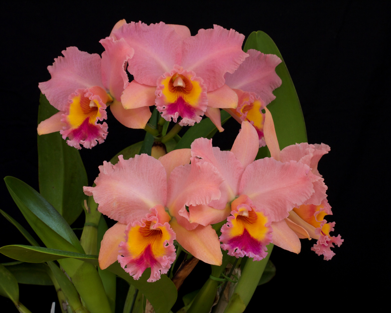 Нежные розовые орхидеи крупным планом на черном фоне