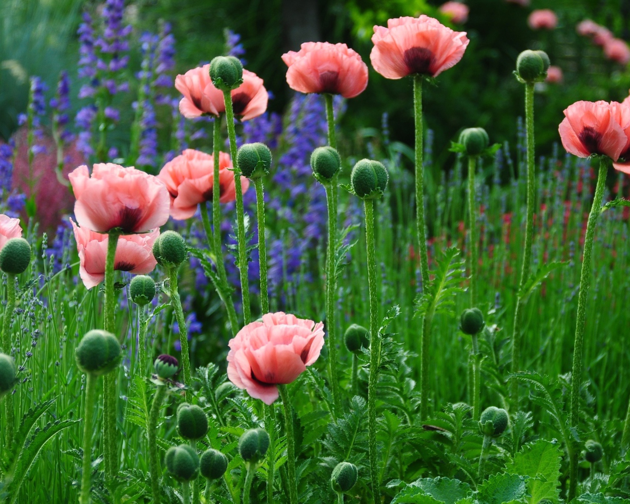 Нежные розовые маки в поле 