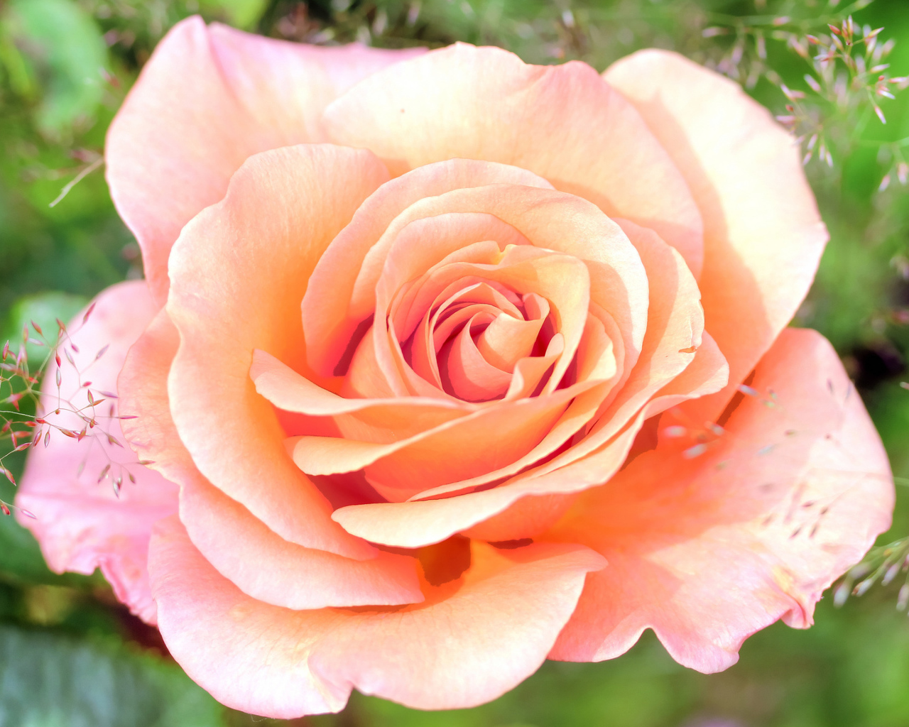 Нежная розовая роза крупным планом 