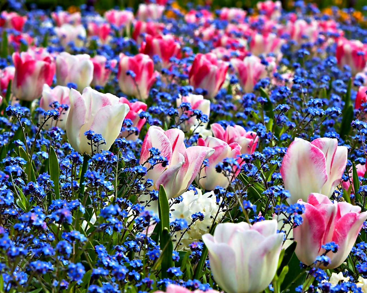 Нежные розовые тюльпаны среди голубых цветов 