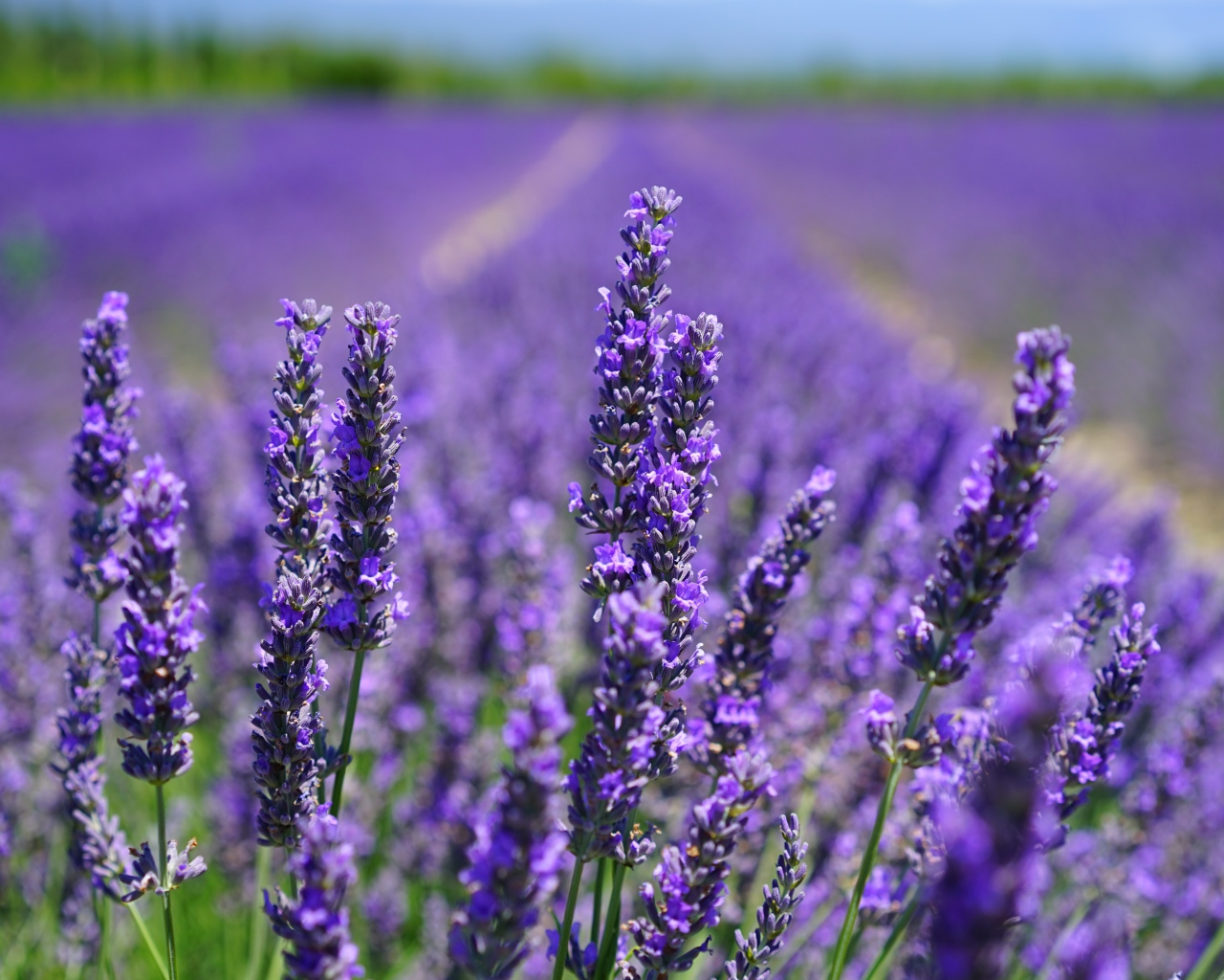 Нежные фиолетовые цветы лаванды в поле