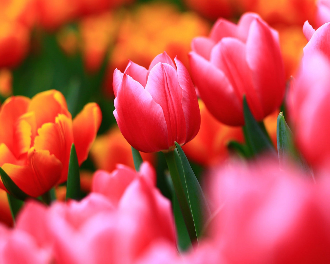 Нежные весенние цветы тюльпаны 