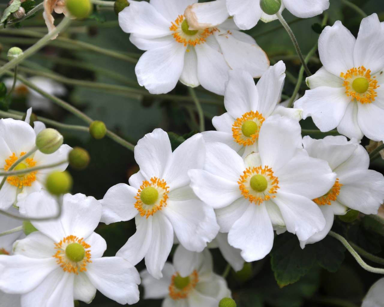 Нежные белые цветы анемоны вблизи