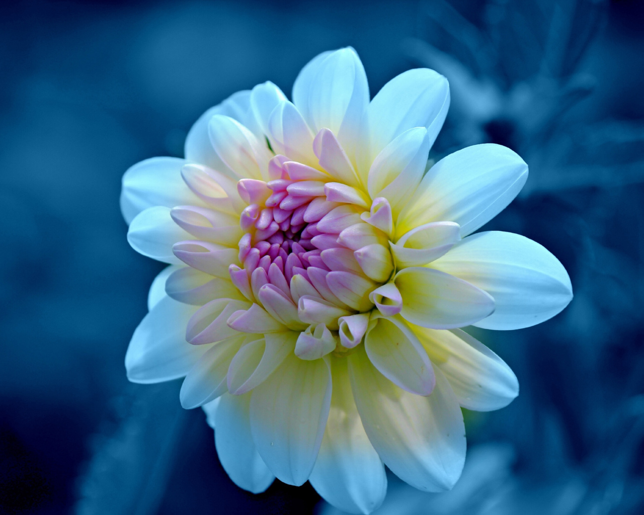 Нежная белая георгина с сиреневой серединкой крупным  планом