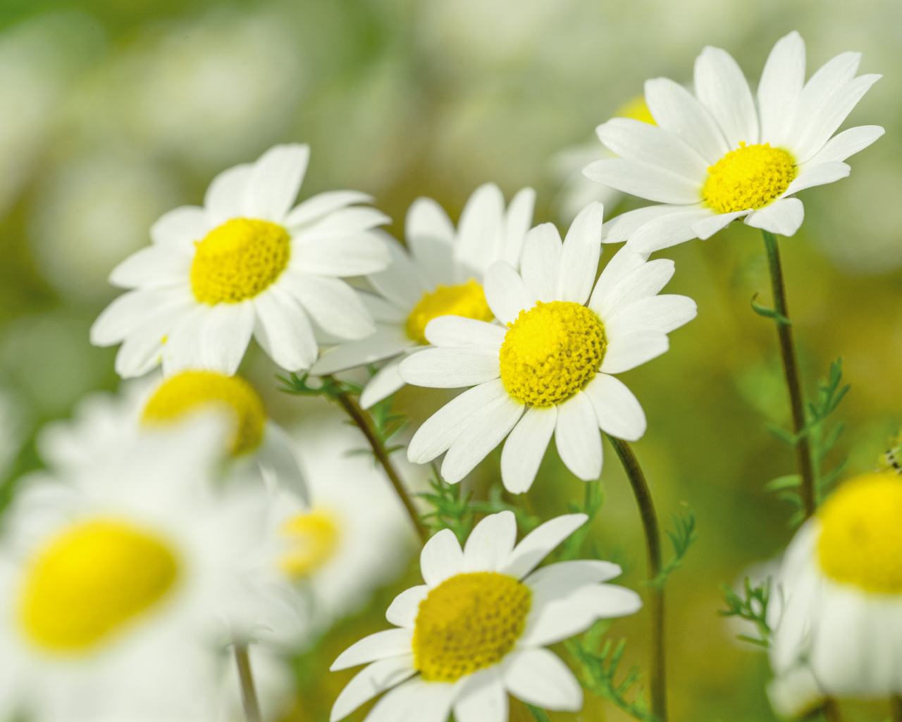 Нежные белые ромашки с желтой серединкой 
