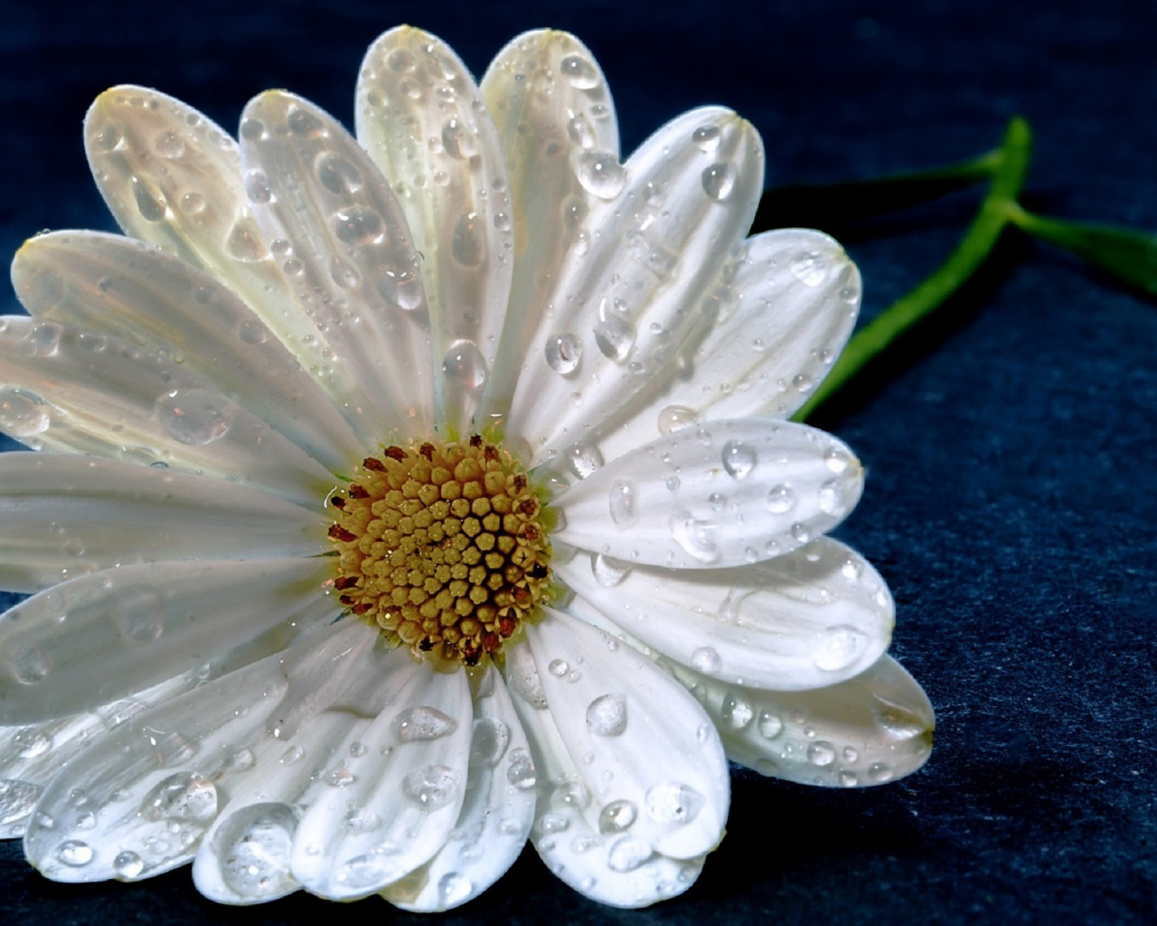 Нежная белая ромашка в капельках росы на синем фоне