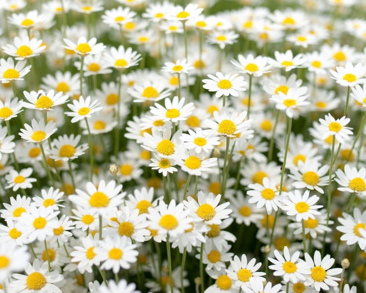 Нежные белые полевые ромашки 